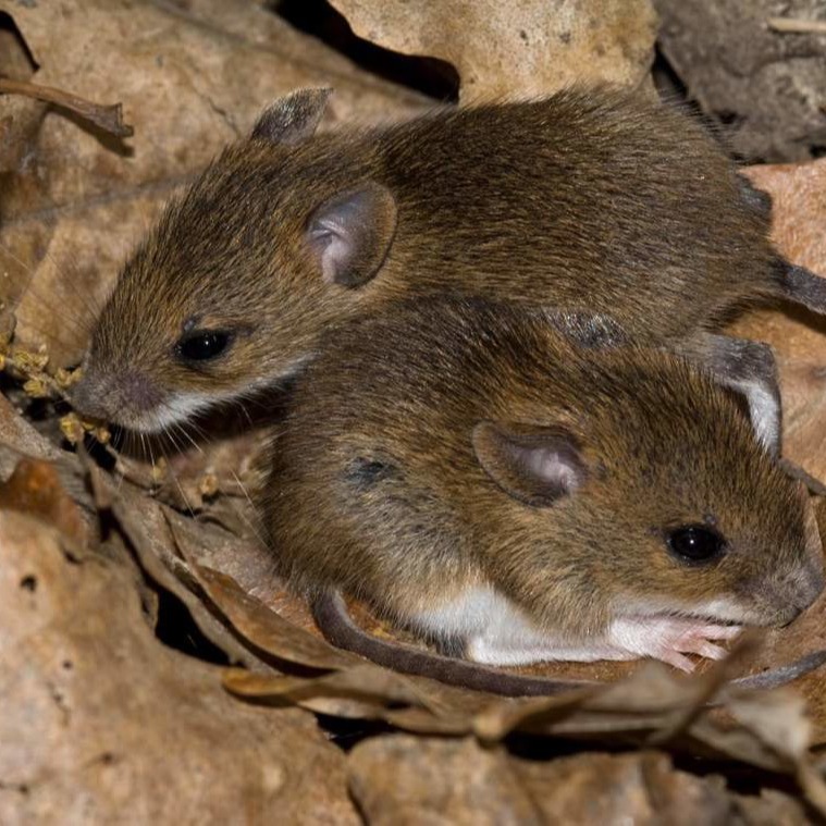 Уничтожения мышей в частном доме в Кызыле?